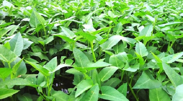 Loại rau tốt như 'tiên dược' mùa hè, bổ dưỡng bất ngờ: Chợ bán chỉ 5.000 đồng/mớ, không ăn thật phí