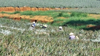 Nông dân Ninh Bình trồng loại cây ra quả hương thơm ngát, vỏ vàng đẹp, vị ngon giòn: Vừa được mùa lại được giá, bán lãi 300 triệu đồng/1ha