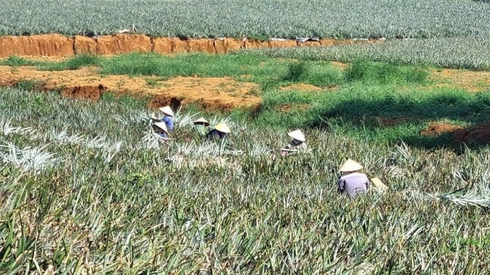Nông dân Ninh Bình trồng loại cây ra quả hương thơm ngát, vỏ vàng đẹp, vị ngon giòn: Vừa được mùa lại được giá, bán lãi 300 triệu đồng/1ha