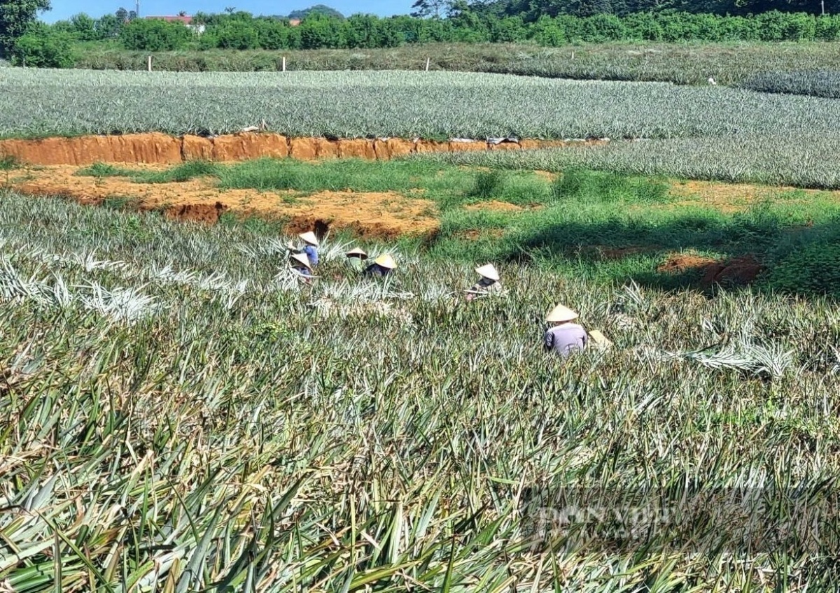 Nông dân Ninh Bình trồng loại cây ra quả hương thơm ngát, vỏ vàng đẹp, vị ngon giòn: Vừa được mùa lại được giá, bán lãi 300 triệu đồng/1ha