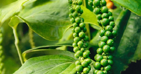 Việt Nam sở hữu một 'mỏ vàng' đặc biệt, mang về 850 triệu USD chỉ sau 6 tháng: Mỹ, Ấn Độ, UAE là những 'khách sộp'