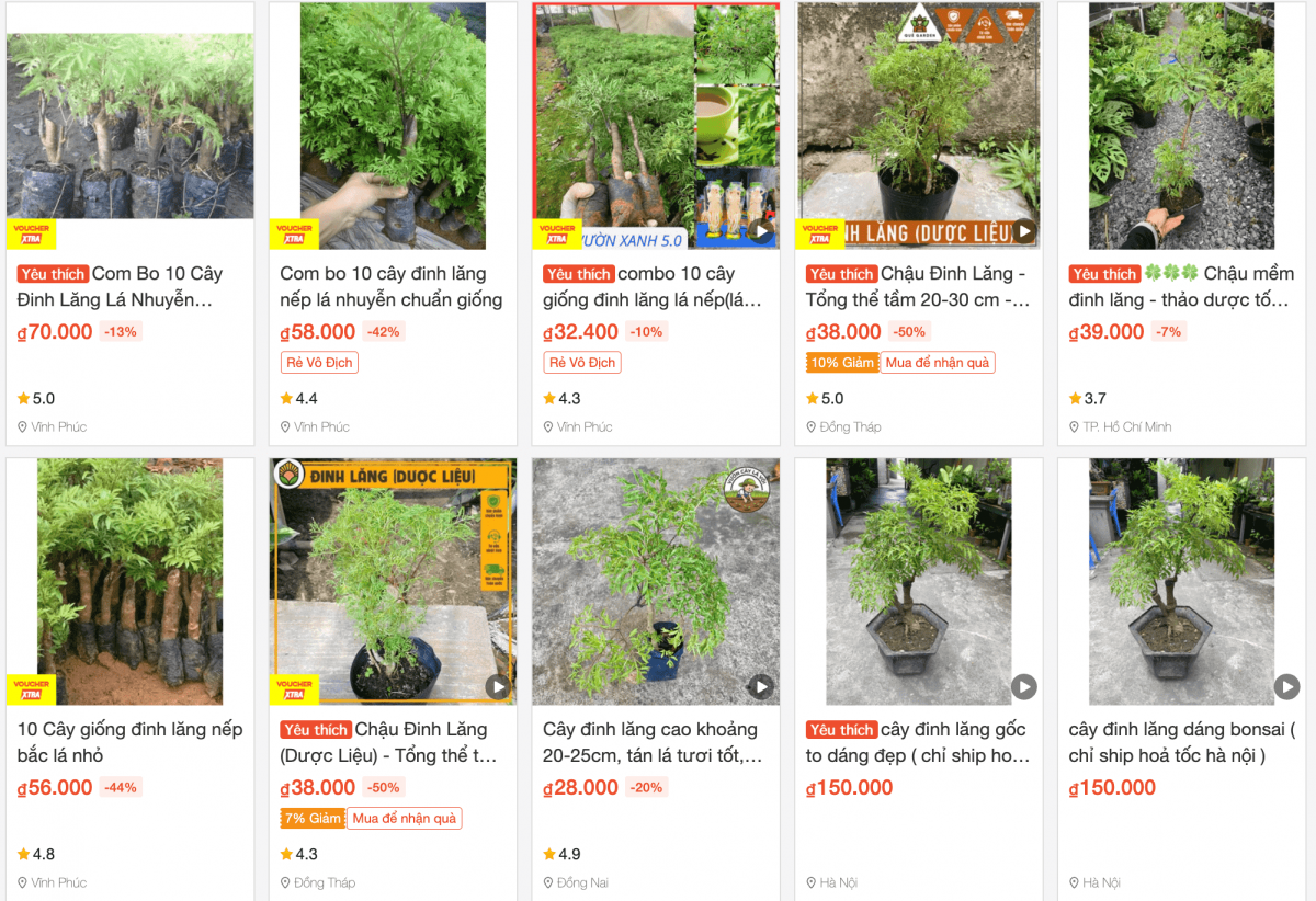 Loại cây được ví như ‘nhân sâm nhà nghèo’, điều trị được cả tá bệnh: Có sẵn trong vườn nhà, nếu mua cũng chỉ vài chục nghìn