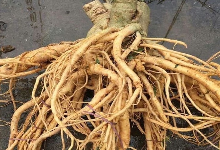 Loại cây được ví như ‘nhân sâm nhà nghèo’, điều trị được cả tá bệnh: Có sẵn trong vườn nhà, nếu mua cũng chỉ vài chục nghìn