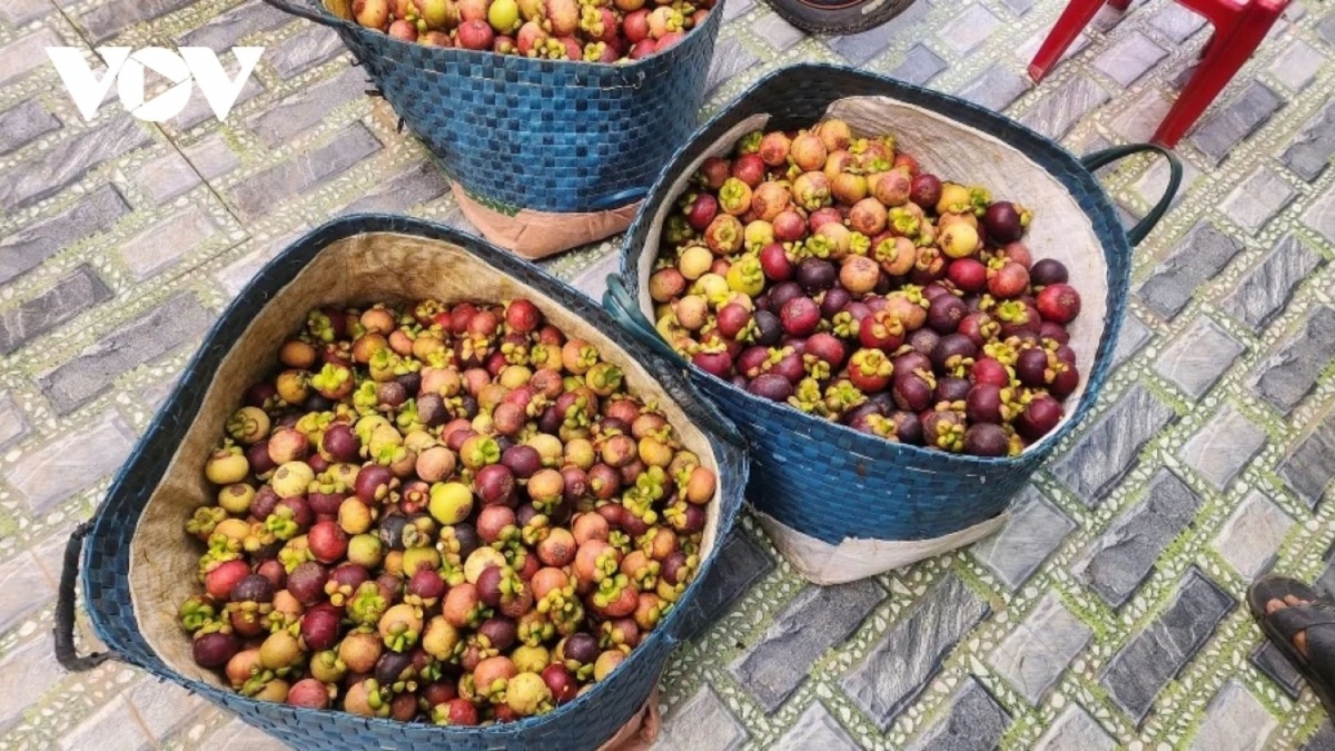 Măng cụt được giá cao nhưng nông dân xót xa vì một lý do