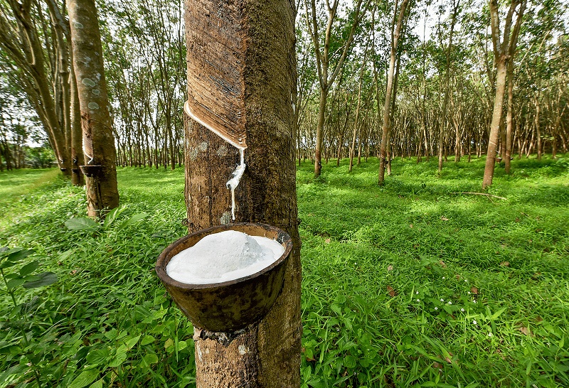 Vietnam Rubber Group (GVR) đã có 26.600ha cao su tại Lào, mang về nguồn thu hơn 550 triệu USD