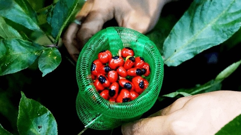 Loại hạt là 'quốc bảo' của Việt Nam, đắt hơn vàng ròng, giá 240 triệu đồng/kg vẫn không có hàng bán