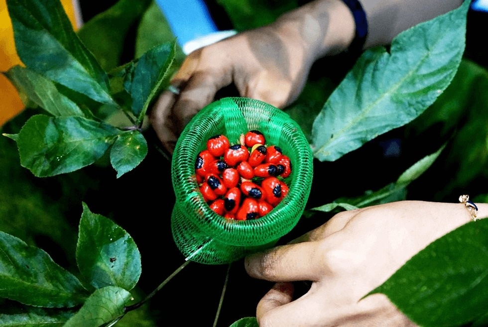 Loại hạt là 'quốc bảo' của Việt Nam, đắt hơn vàng ròng, giá 240 triệu đồng/kg vẫn không có hàng bán