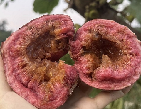 Trái dại 'ngọt như rót mật' xưa chín rụng đầy gốc không ai ngó, nay thành đặc sản hiếm, giá cao vẫn hút khách
