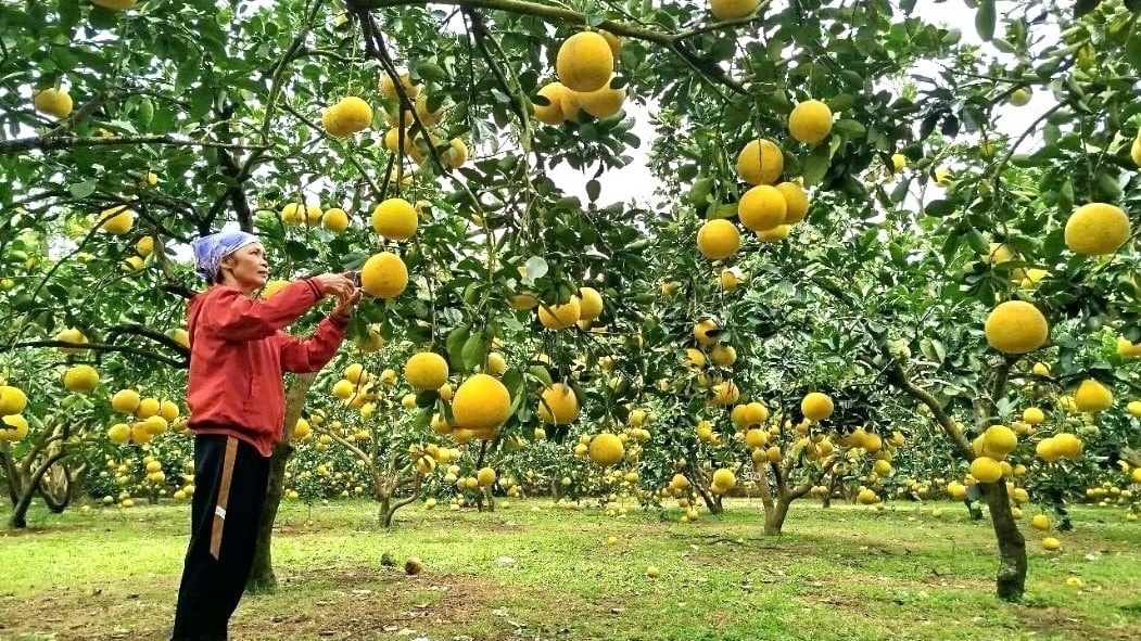 Nông dân Phú Thọ không cam chịu nghèo khổ, bỏ lúa sang trồng cây quả treo lủng lẳng trên cành: Đã xuất khẩu sang Mỹ, Anh