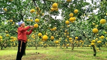 Nông dân Phú Thọ không cam chịu nghèo khổ, bỏ lúa sang trồng cây quả treo lủng lẳng trên cành: Đã xuất khẩu sang Mỹ, Anh