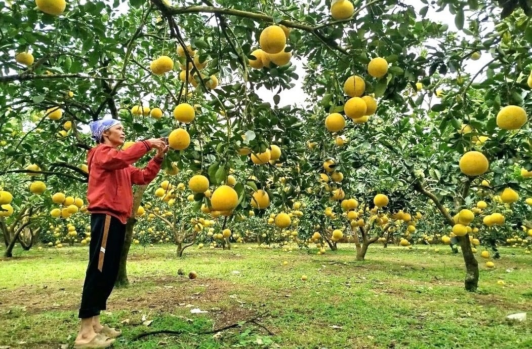 Nông dân Phú Thọ không cam chịu nghèo khổ, bỏ lúa sang trồng cây quả treo lủng lẳng trên cành: Đã xuất khẩu sang Mỹ, Anh