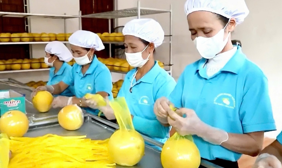 Nông dân Phú Thọ không cam chịu nghèo khổ, bỏ lúa sang trồng cây quả treo lủng lẳng trên cành: Đã xuất khẩu sang Mỹ, Anh