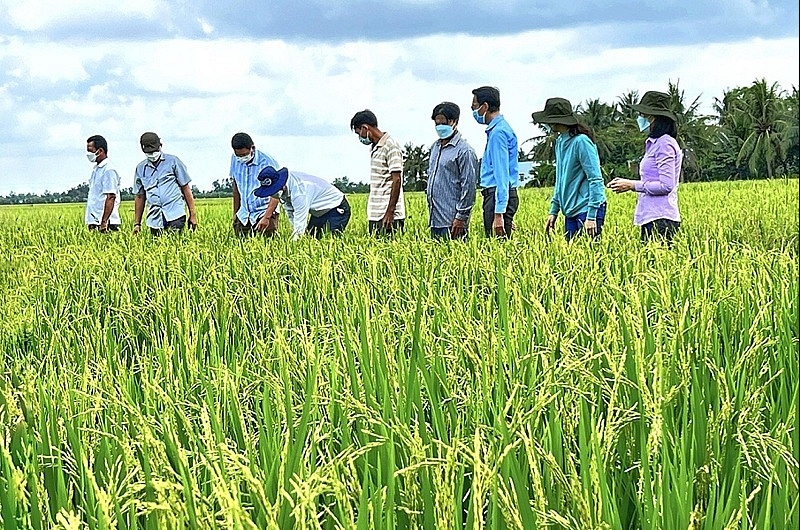 Hơn 5.200 tỷ đồng vốn tín dụng ngân hàng đã đến tay nông dân