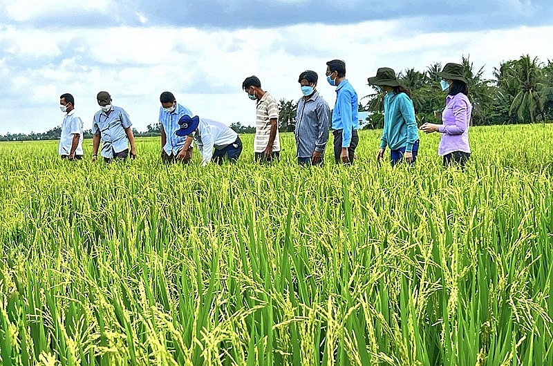 Hơn 5.200 tỷ đồng vốn tín dụng ngân hàng đã đến tay nông dân