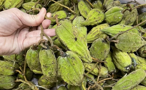 Đặc sản rừng Tây Bắc 'gây sốt' mỗi độ vào mùa, giá tới 70.000 đồng/ kg, dân sành ăn săn lùng