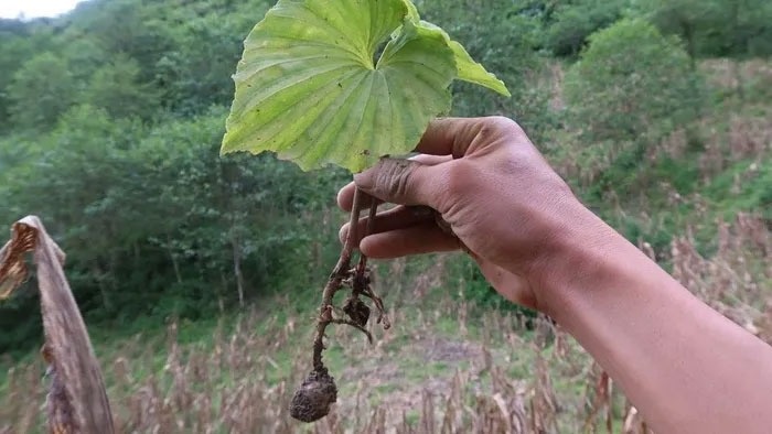 Báu vật rừng xanh cả đời chỉ trổ một lá sau khi tàn hoa, Việt Nam cũng có