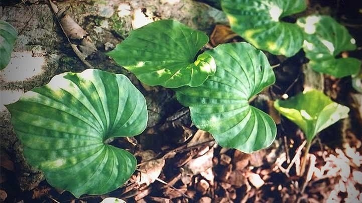 Báu vật rừng xanh cả đời chỉ ra trổ duy nhất một lá sau khi tàn hoa: Quý hiếm và đắt đỏ bậc nhất thế giới, Việt Nam cũng sở hữu