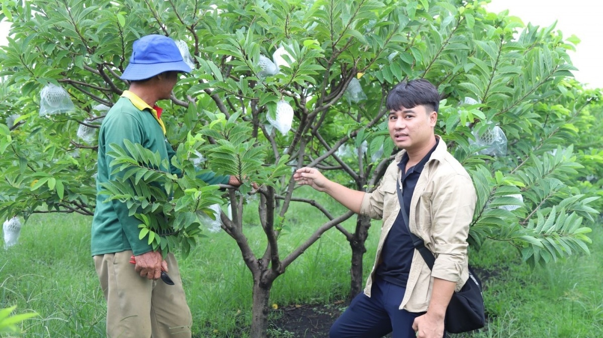 Nông dân Tây Ninh từ trai làng ‘đổi đời’ nhờ trồng quả có vị chua nhẹ lại rất thơm ngon: Du khách nô nức tới thăm, ‘chụp lấy chụp để’