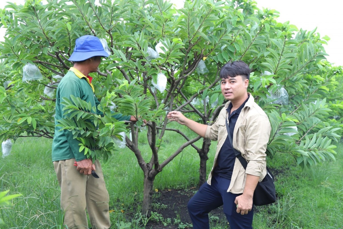 Nông dân Tây Ninh từ trai làng ‘đổi đời’ nhờ trồng quả có vị chua nhẹ lại rất thơm ngon: Du khách nô nức tới thăm, ‘chụp lấy chụp để’
