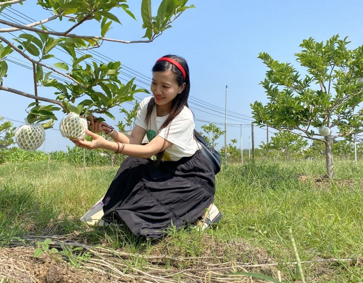 Nông dân Tây Ninh từ trai làng ‘đổi đời’ nhờ trồng quả có vị chua nhẹ lại rất thơm ngon: Du khách nô nức tới thăm, ‘chụp lấy chụp để’