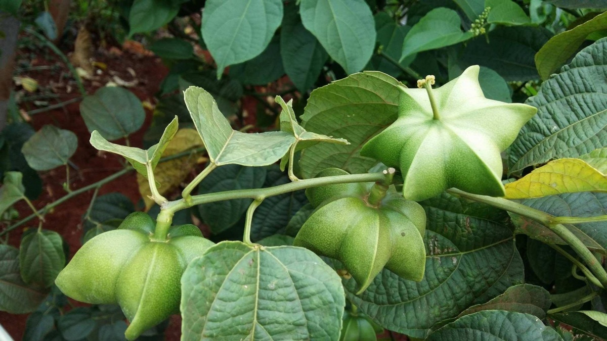 Loại hạt đắt đỏ bậc nhất thế giới, không ngờ có đầy ở Việt Nam
