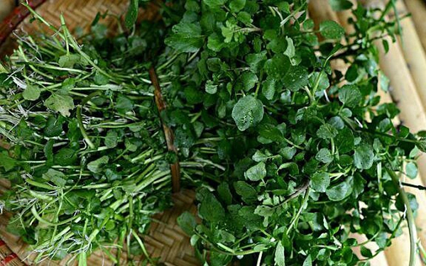 Ngôi vương rau xanh: 'Siêu thực phẩm' rẻ tiền ở chợ Việt, được CDC Mỹ vinh danh là 'tốt nhất hành tinh'