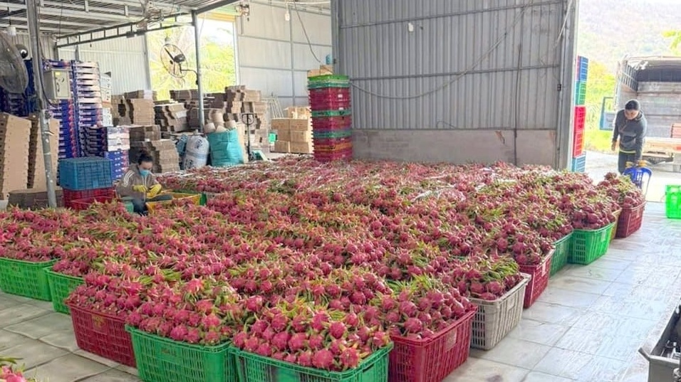 Nông dân Bình Thuận 'ngồi trên đống lửa' khi hàng trăm tấn đặc sản đạt chuẩn GlobalGAP đứng trước nguy cơ hóa đá trong kho lạnh