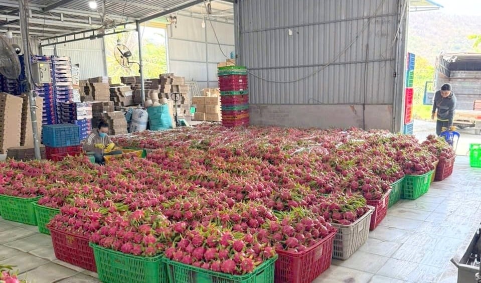 Nông dân Bình Thuận 'ngồi trên đống lửa' khi hàng trăm tấn đặc sản đạt chuẩn GlobalGAP đứng trước nguy cơ hóa đá trong kho lạnh