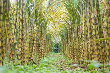 TTC AgriS muốn mở rộng vùng nguyên liệu mía tại Gia Lai lên 25.500ha