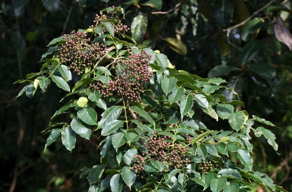 Loại lá mọc dại ven rừng, xưa không ai biết nay xuống phố thành 'gia vị vàng' giá tới 100.000 đồng/kg