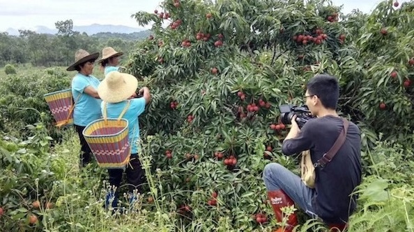 Trúng mùa 3,65 triệu tấn vải, nông dân Trung Quốc buông xuôi vì giá nhân công cao hơn giá bán