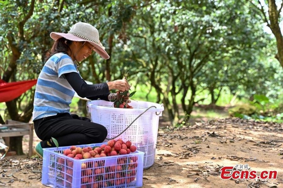 Trúng mùa 3,65 triệu tấn vải, nông dân Trung Quốc buông xuôi vì giá nhân công cao hơn giá bán