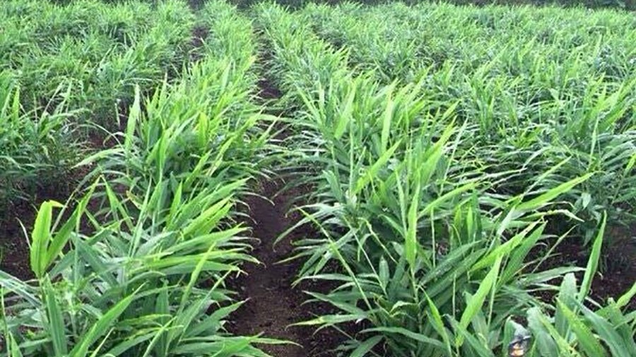 6 tháng thu về gần 40 triệu USD: Cây gia vị vùi sâu dưới lòng đất, 'ăn nên làm ra' khiến 110 doanh nghiệp Việt lao vào cuộc đua xuất khẩu