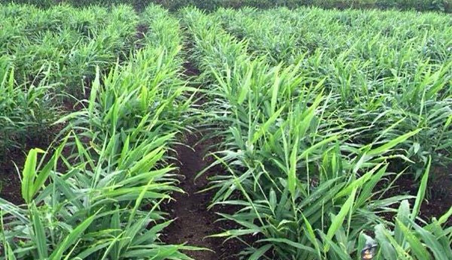 6 tháng thu về gần 40 triệu USD: Cây gia vị vùi sâu dưới lòng đất, 'ăn nên làm ra' khiến 110 doanh nghiệp Việt lao vào cuộc đua xuất khẩu