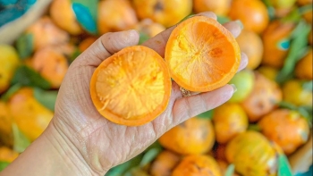 Quả mọc dại trên rừng thành đặc sản mùa hè, đến mùa thành 'mỏ tiền', dân hái về bán 180.000 đồng/kg