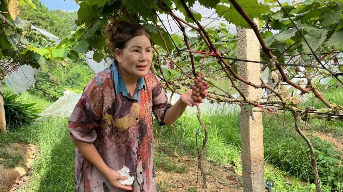 Nông dân Lạng Sơn chi 7 tỷ trồng quả là ‘viên ngọc quý’ giữa núi non: Sẽ đầu tư mạnh tay hơn, du khách nô nức tới check in