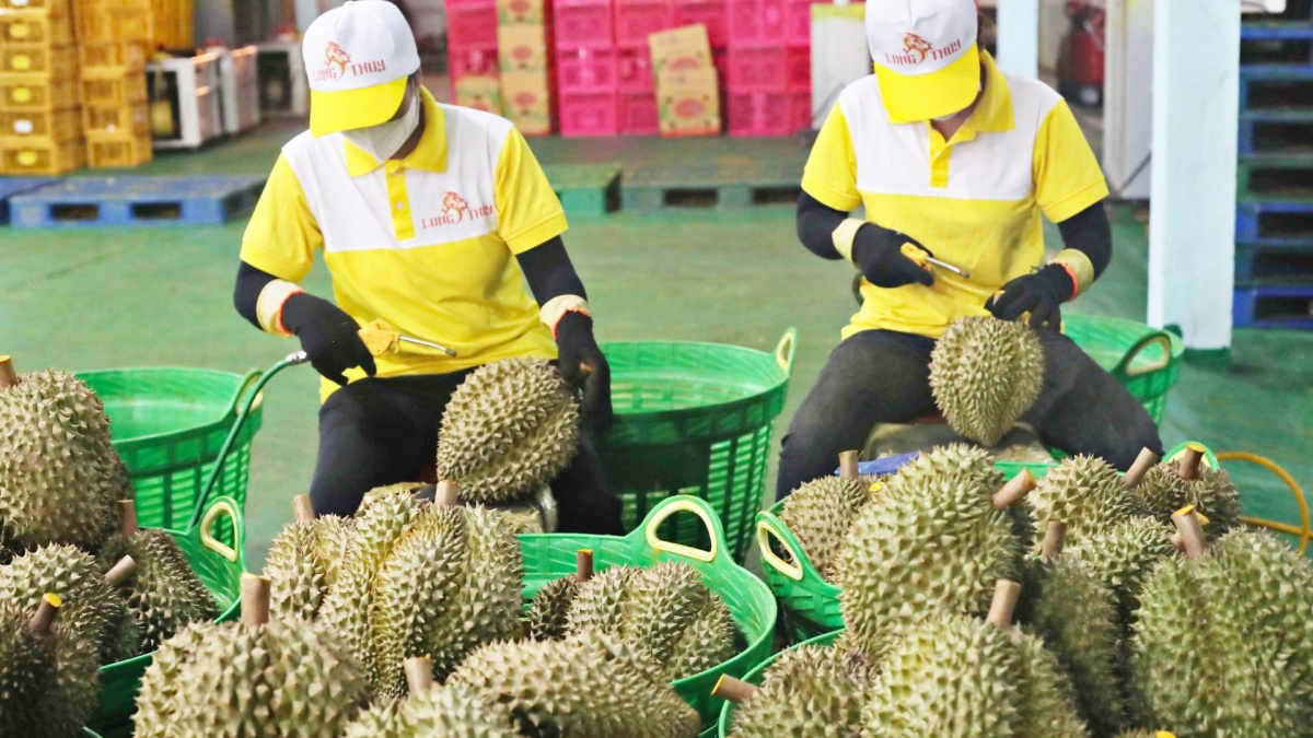 Xuất hiện cứu tinh cho sầu riêng Việt Nam: Xuất khẩu tăng gấp 3, đến Thái Lan cũng mạnh tay chốt đơn