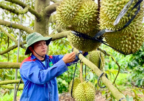 Sầu riêng kéo xuất khẩu rau quả tăng mạnh sau 5 tháng lao dốc