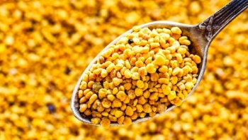 Một loại phấn hoa chỉ thu vài ngày trong năm, có giá hơn 1 triệu đồng/kg