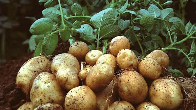 Loại củ giá khoảng 25.000 đồng/kg, giàu kali hơn cả chuối nhưng nhiều người Việt chưa tận dụng công lực