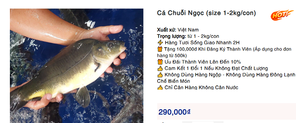 Loại cá 'kỳ lạ' gần như không có vảy, thịt giòn sần sật được dân sành ăn 'săn lùng' ráo riết: Giá đắt đỏ vẫn được săn đón