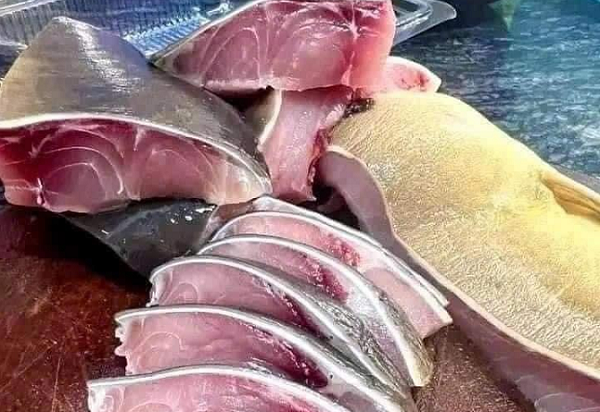 Loại cá 'kỳ lạ' gần như không có vảy, thịt giòn sần sật được dân sành ăn 'săn lùng' ráo riết: Giá đắt đỏ vẫn được săn đón