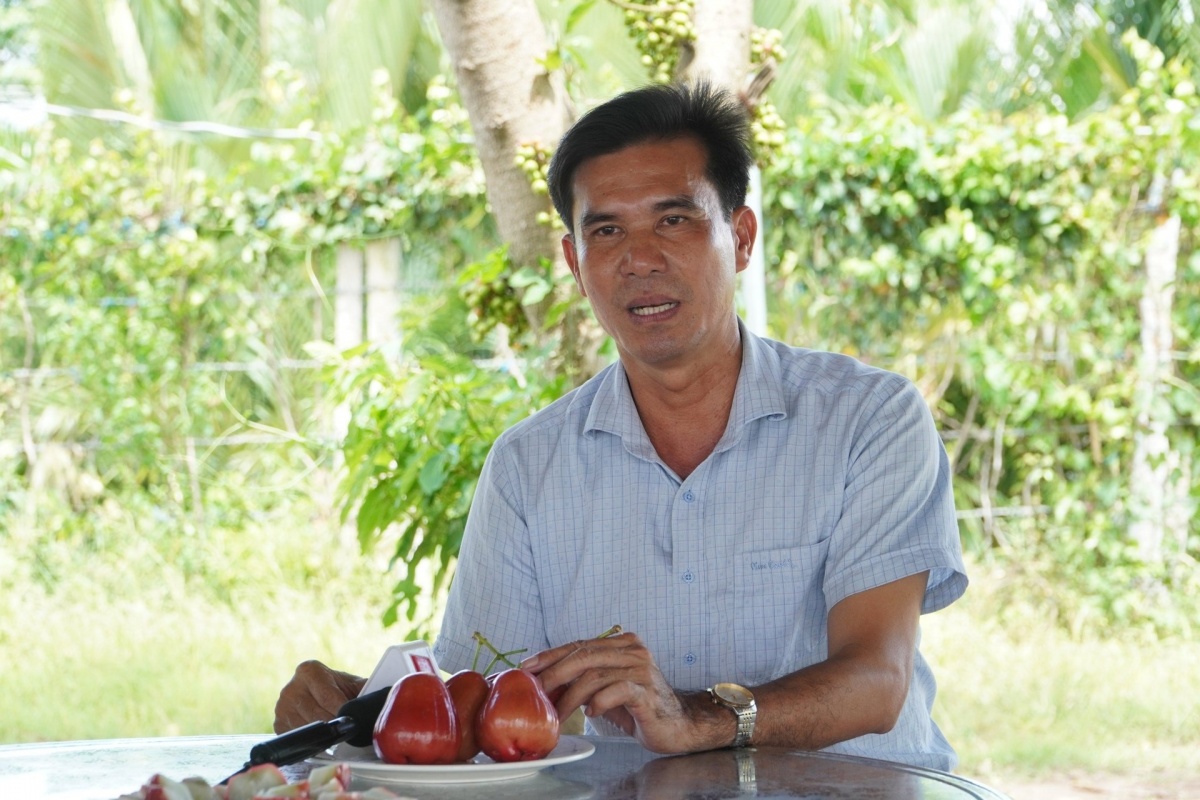 Anh nông dân miền Tây biến cù lao nghèo thành 'vương quốc mận hồng': Giống không thuốc, 2 lần bao trái, lọt vào thực đơn giới sành ăn với giá 230.000