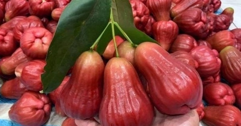 Anh nông dân miền Tây biến cù lao nghèo thành 'vương quốc mận hồng': Giống không thuốc, 2 lần bao trái, lọt vào thực đơn giới sành ăn với giá 230.000
