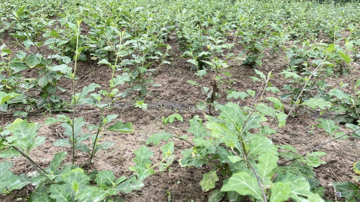 Loại cây dại xưa không ai ngó, nay hóa 'vàng xanh': Chữa bệnh gan cực tốt, đã được Bộ Y tế công nhận