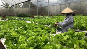 Nông dân Hải Phòng trồng loại rau ‘thần tốc’ theo công nghệ Israel: 30 ngày thu hoạch lại đem lại thu nhập cao, cuộc sống ‘lên đời’ từ đây