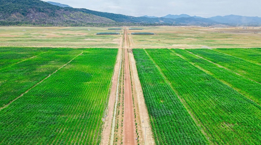 Dự án 27.000ha tại Lào của ông Trần Bá Dương chuẩn bị tuyển thêm 3.000 nhân sự