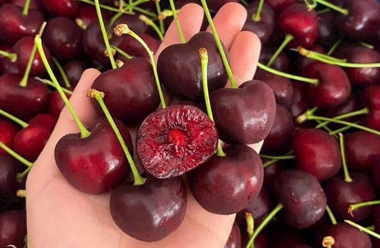 Cherry Mỹ giá 189.000 đồng/kg, người dân TP.HCM tranh thủ cơ hội vàng ăn 'trái nhà giàu'