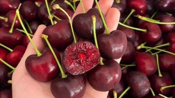 Cherry Mỹ giá 189.000 đồng/kg, người dân TP. HCM tranh thủ cơ hội vàng ăn 'trái nhà giàu'