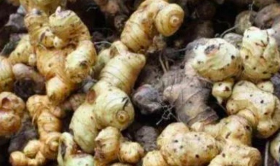 Cây thuốc 2.000 năm tuổi giúp nông dân đổi đời, thu hàng chục tỷ mỗi năm